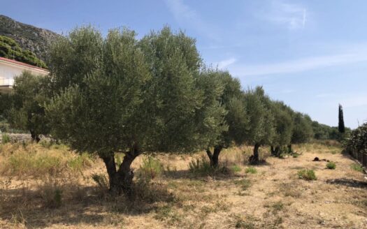 Lovely Plot in Valeriano Village Available for Sale