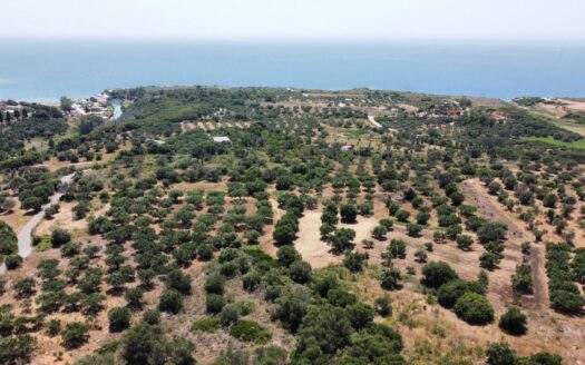 Olive Grove Opportunity in Vatsa – Serenity & Nature Combined