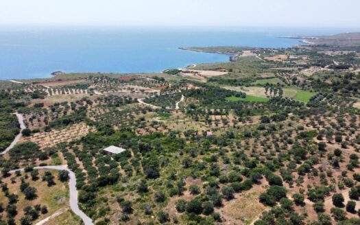 Olive Grove Opportunity in Vatsa – Serenity & Nature Combined
