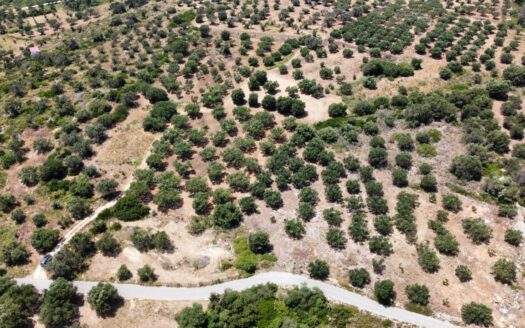 Peaceful Agricultural Land with Mature Olive Trees – Vatsa Area