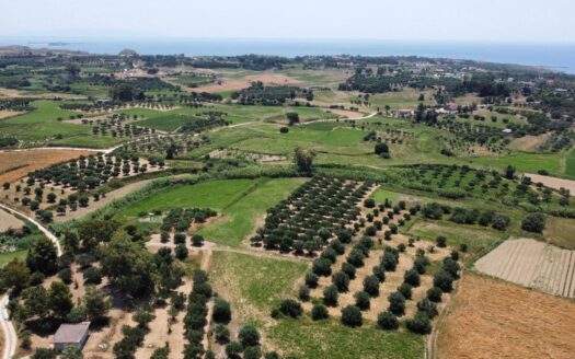 Olive Grove Property with Building in the Tranquil Vatsa Area